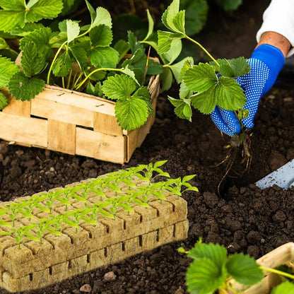 Soil-less Hydroponic Vegetable Planting Cube - Wholesalus