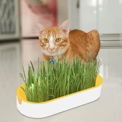 Hydroponic Cat Grass Pot Set - Wholesalus