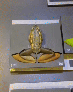 Frog Propeller Legs Fishing Lure - Wholesalus