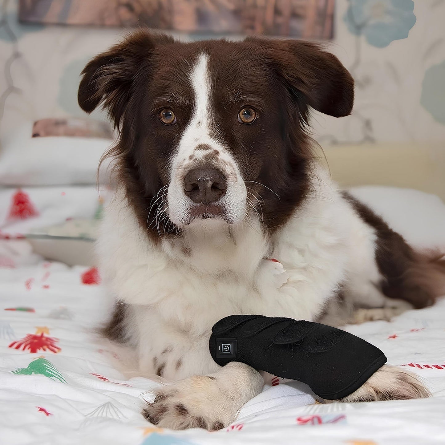 Red Light Therapy Belt for Pets